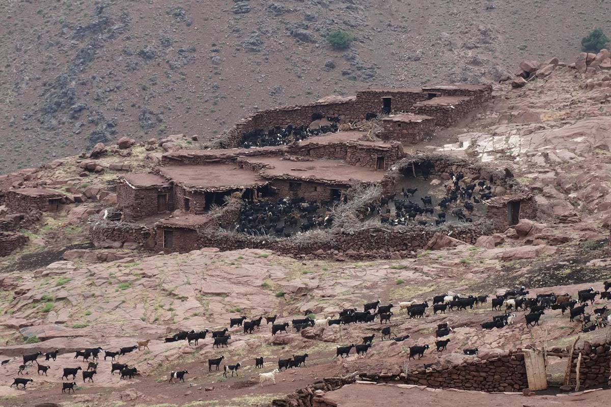 Goat herds near traditional stone shelters in Azzaden Valley