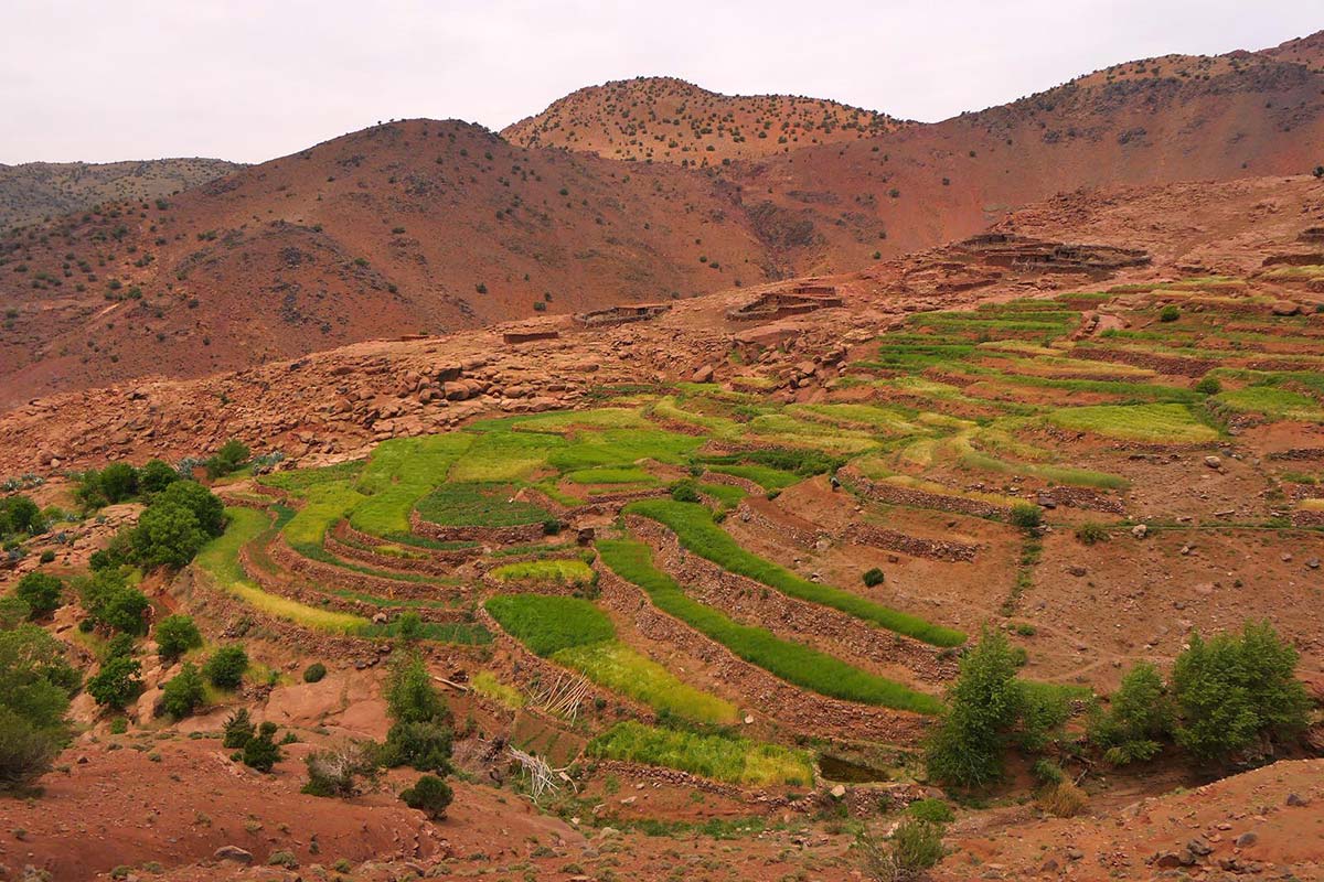 Green agricultural terraces on the red mountain slopes of Azzaden Valley