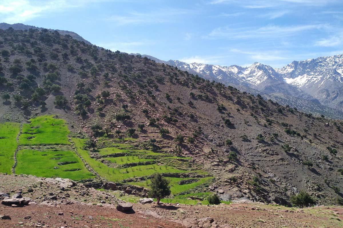 Green terraced fields in Azzaden Valley with snow-capped High Atlas peaks